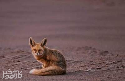 کوچکترین روباه ایران در دشت لوت