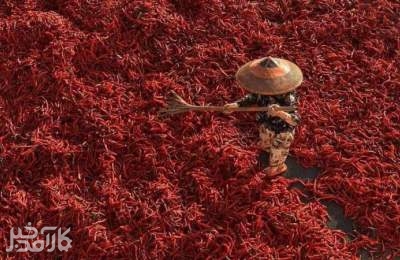 فصل خشک کردن فلفل قرمز در چین