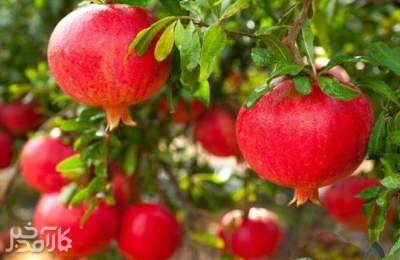 ایران رتبه سوم تولید انار در جهان