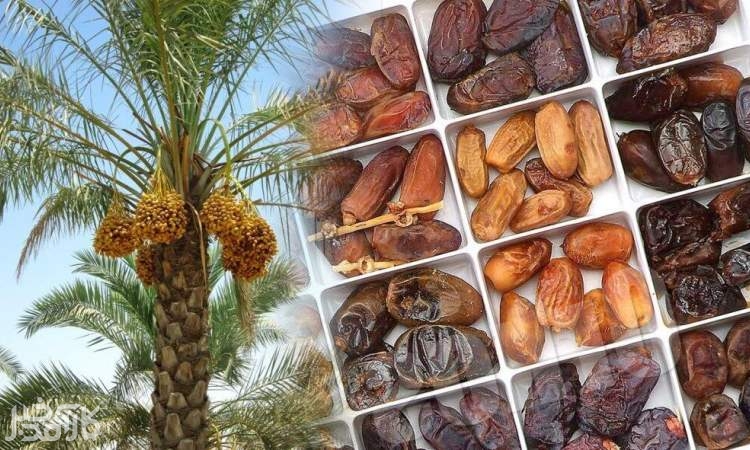 ممنوعیت صادرات خرما لغو شد