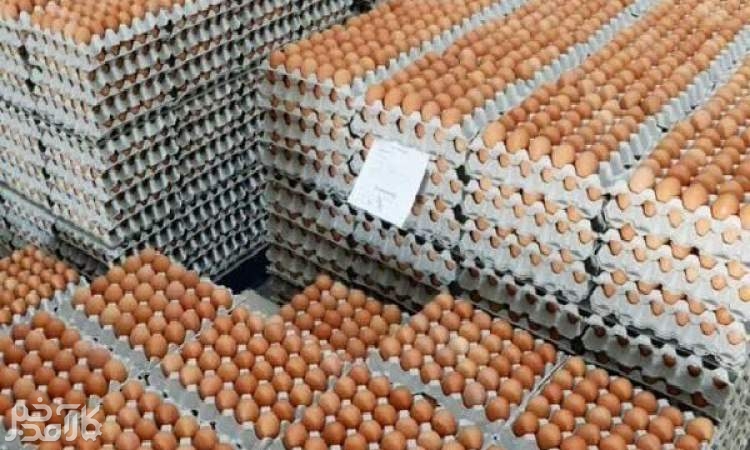 گرما، قیمت تخم‌مرغ را کاهش داد
