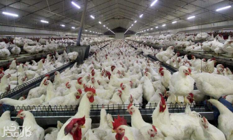 مرغ تریاکی واقعیت ندارد مرغ تریاکی واقعیت ندارد