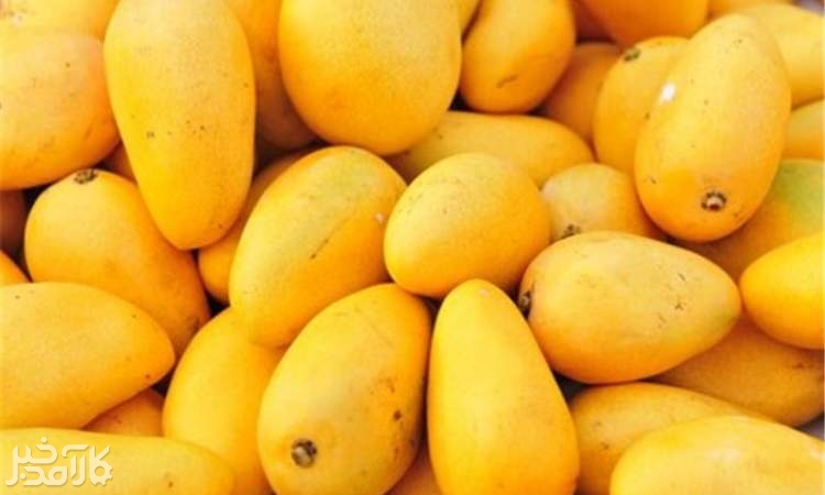 واردات انبه ممنوع شد